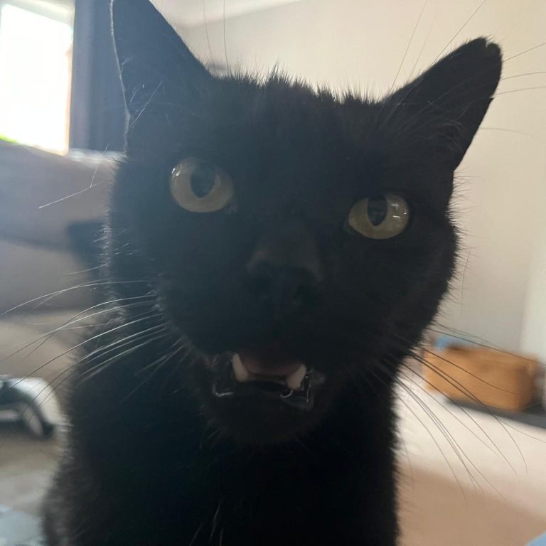 Mango Looking at Camera